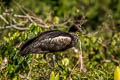 Horned Screamer Anhima cornuta