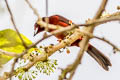 Huallaga Tanager Ramphocelus melanogaster melanogaster (Black-bellied Tanager)