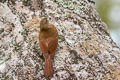 Inambari Woodcreeper Lepidocolaptes fatimalimae