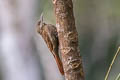 Inambari Woodcreeper Lepidocolaptes fatimalimae