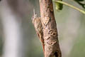 Inambari Woodcreeper Lepidocolaptes fatimalimae