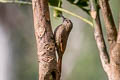 Inambari Woodcreeper Lepidocolaptes fatimalimae