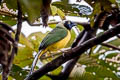 Inca Jay Cyanocorax yncas yncas