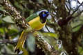 Inca Jay Cyanocorax yncas yncas