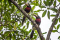 Ivory-billed Aracari Pteroglossus azara flavirostris