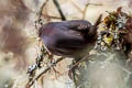 Jalca Tapaculo Scytalopus frankeae