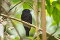 Jet Manakin Chloropipo unicolor