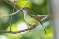 Johannes's Tody-Tyrant Hemitriccus iohannis