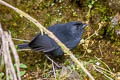 Junin Tapaculo Scytalopus gettyae