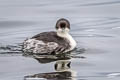 Junin Grebe Podiceps taczanowskii (Puna Grebe)