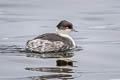 Junin Grebe Podiceps taczanowskii (Puna Grebe)