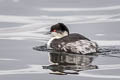 Junin Grebe Podiceps taczanowskii (Puna Grebe)