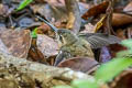 Koepcke's Hermit Phaethornis koepckeae