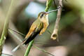 Koepcke's Hermit Phaethornis koepckeae