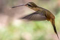 Koepcke's Hermit Phaethornis koepckeae