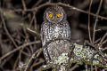 Koepcke's Screech Owl Megascops koepckeae hockingi