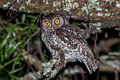 Koepcke's Screech Owl Megascops koepckeae hockingi