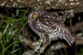 Koepcke's Screech Owl Megascops koepckeae hockingi