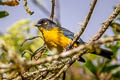 Lacrimose Mountain Tanager Anisognathus lacrymosus lacrymosus