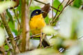 Lacrimose Mountain Tanager Anisognathus lacrymosus lacrymosus