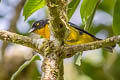 Lacrimose Mountain Tanager Anisognathus lacrymosus lacrymosus