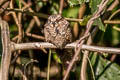 Ladder-tailed Nightjar Hydropsalis climacocerca climacocerca