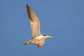 Large-billed Tern Phaetusa simplex