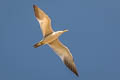 Large-billed Tern Phaetusa simplex