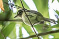 Large-headed Flatbill Ramphotrigon megacephalum bolivianum (Bamboo Flatbill)