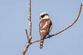 Laughing Falcon Herpetotheres cachinnans cachinnans