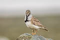 Least Seedsnipe Thinocorus rumicivorus cuneicauda