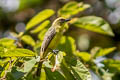 Lemon-browed Flycatcher Conopias cinchoneti cinchoneti