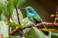 Lesser Violetear Colibri cyanotus crissalis 