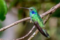 Lesser Violetear Colibri cyanotus crissalis 