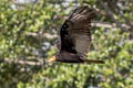 Lesser Yellow-headed Vulture Cathartes burrovianus urubutinga