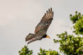 Lesser Yellow-headed Vulture Cathartes burrovianus urubutinga