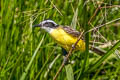 Lesser Kiskadee Philohydor lictor lictor