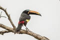 Lettered Aracari Pteroglossus inscriptus humboldti 