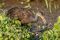 Limpkin Aramus guarauna guarauna