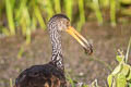 Limpkin Aramus guarauna guarauna