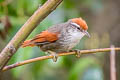 Line-cheeked Spinetail Cranioleuca antisiensis capitalis 