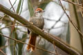 Line-cheeked Spinetail Cranioleuca antisiensis capitalis 