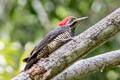 Lineated Woodpecker Dryocopus lineatus lineatus