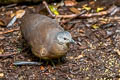 Little Tinamou Crypturellus soui inconspicuus 