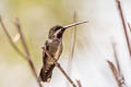 Long-billed Starthroat Heliomaster longirostris albicrissa