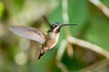 Long-billed Starthroat Heliomaster longirostris albicrissa