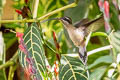 Long-tailed Hermit Phaethornis superciliosus superciliosus