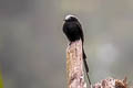 Long-tailed Tyrant Colonia colonus niveiceps