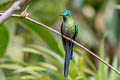 Long-tailed Sylph Aglaiocercus kingii mocoa 