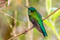 Long-tailed Sylph Aglaiocercus kingii mocoa 